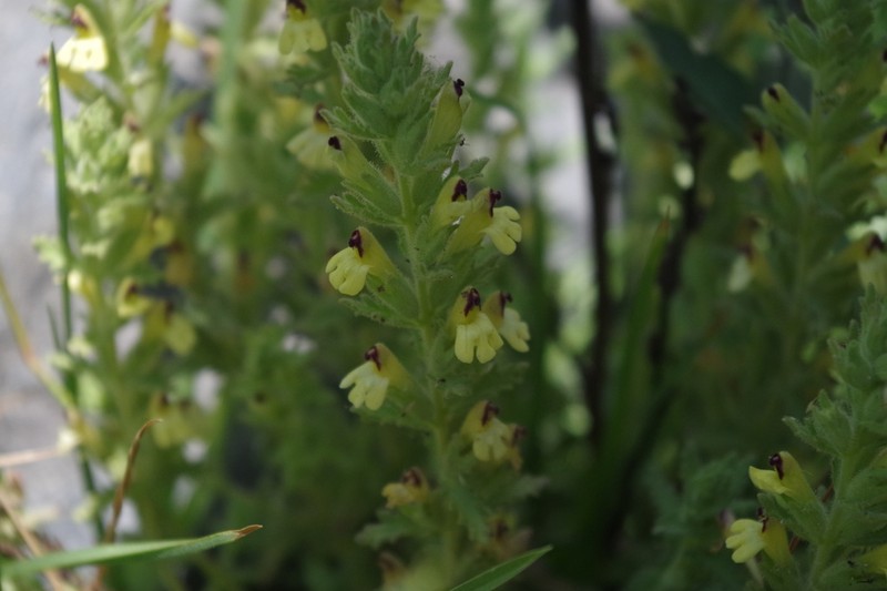 Neobartsia serrata photo 3