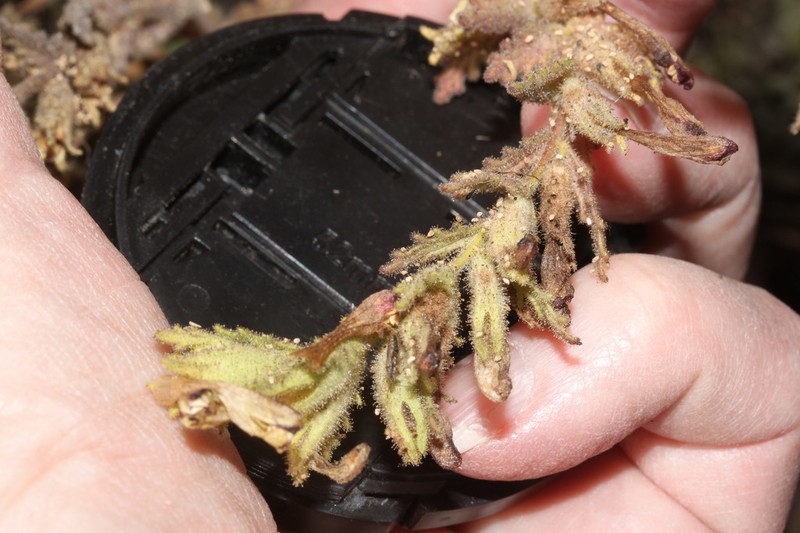 Neobartsia serrata photo 4