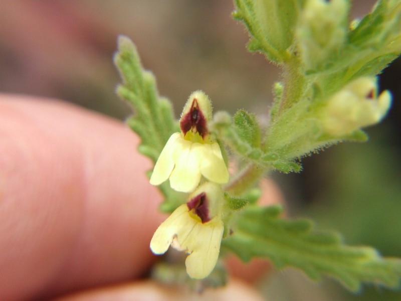 Neobartsia serrata photo 5
