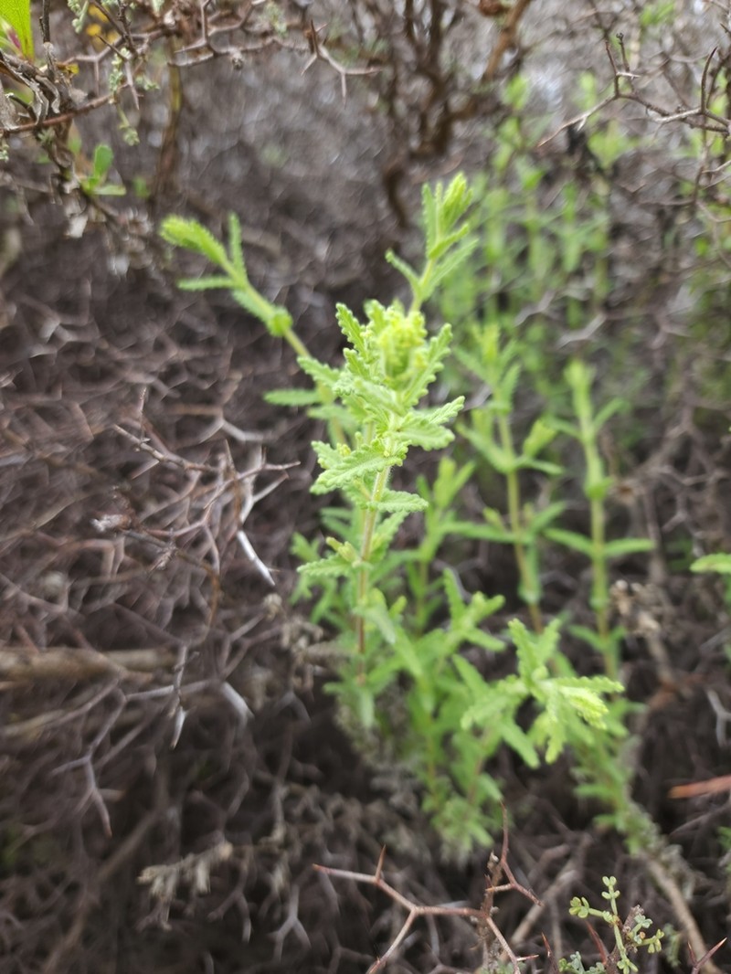 Neobartsia serrata photo 6