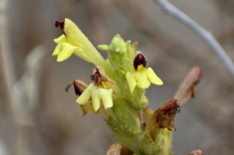 Neobartsia serrata photo 7