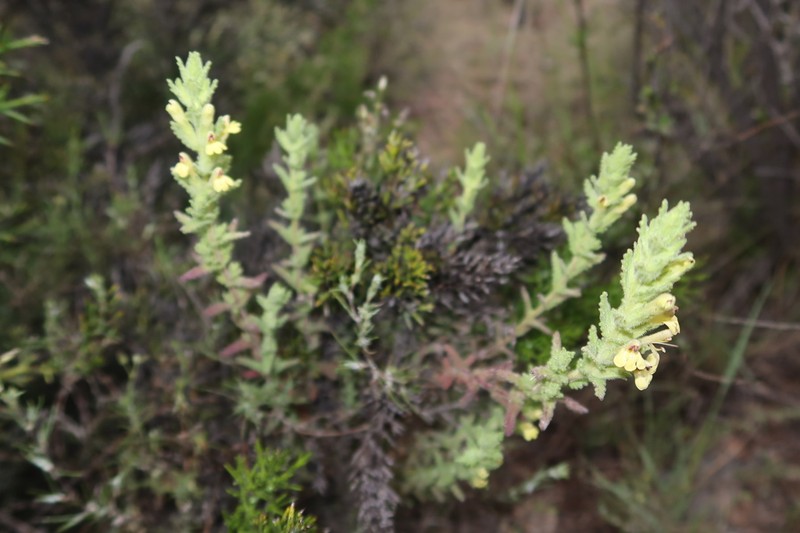 Neobartsia serrata photo 8