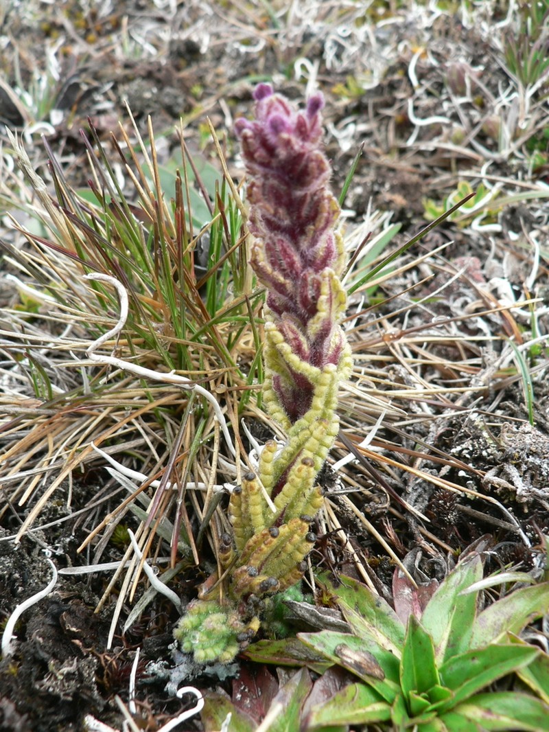 Neobartsia stricta photo 2