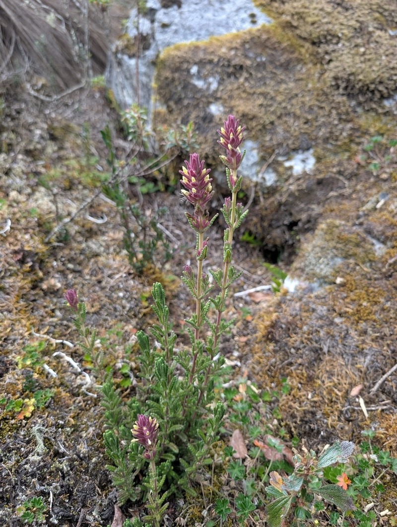 Neobartsia stricta photo 3
