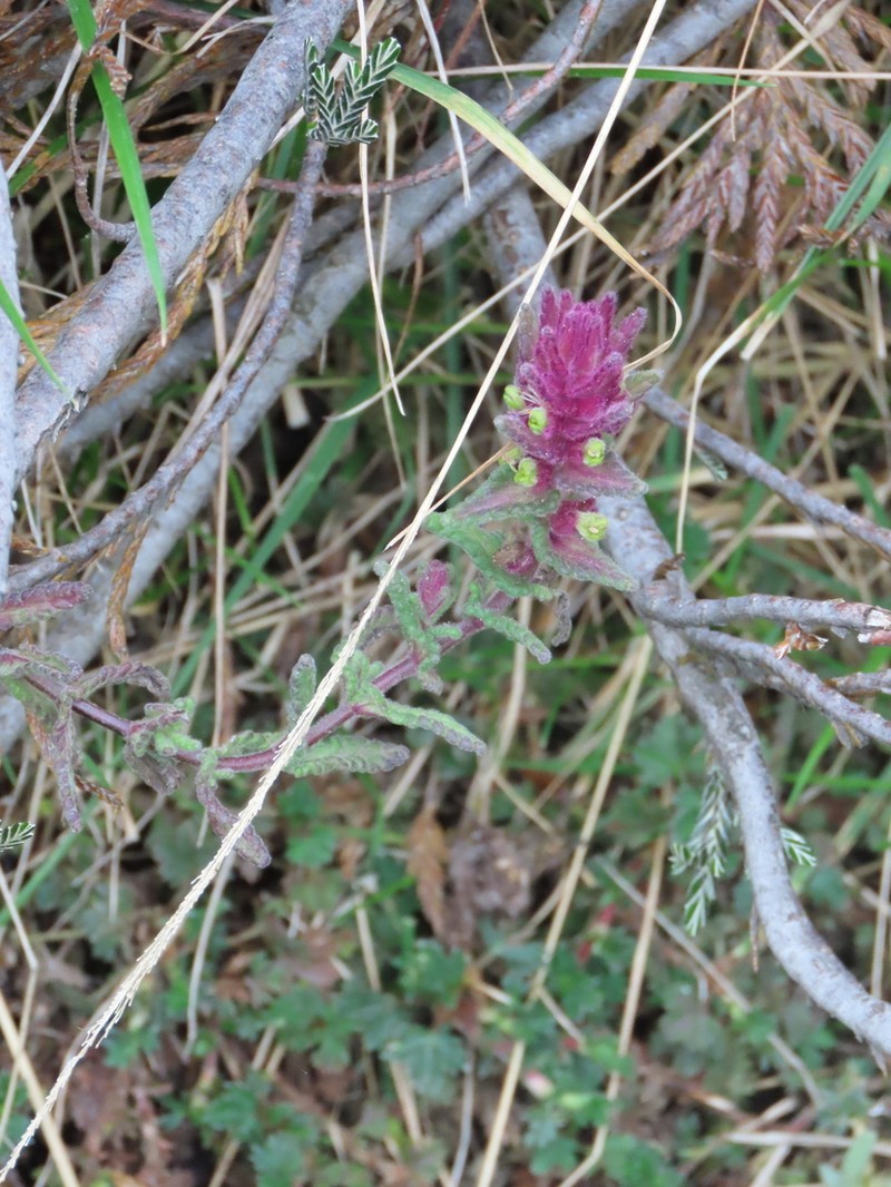 Neobartsia stricta photo 4
