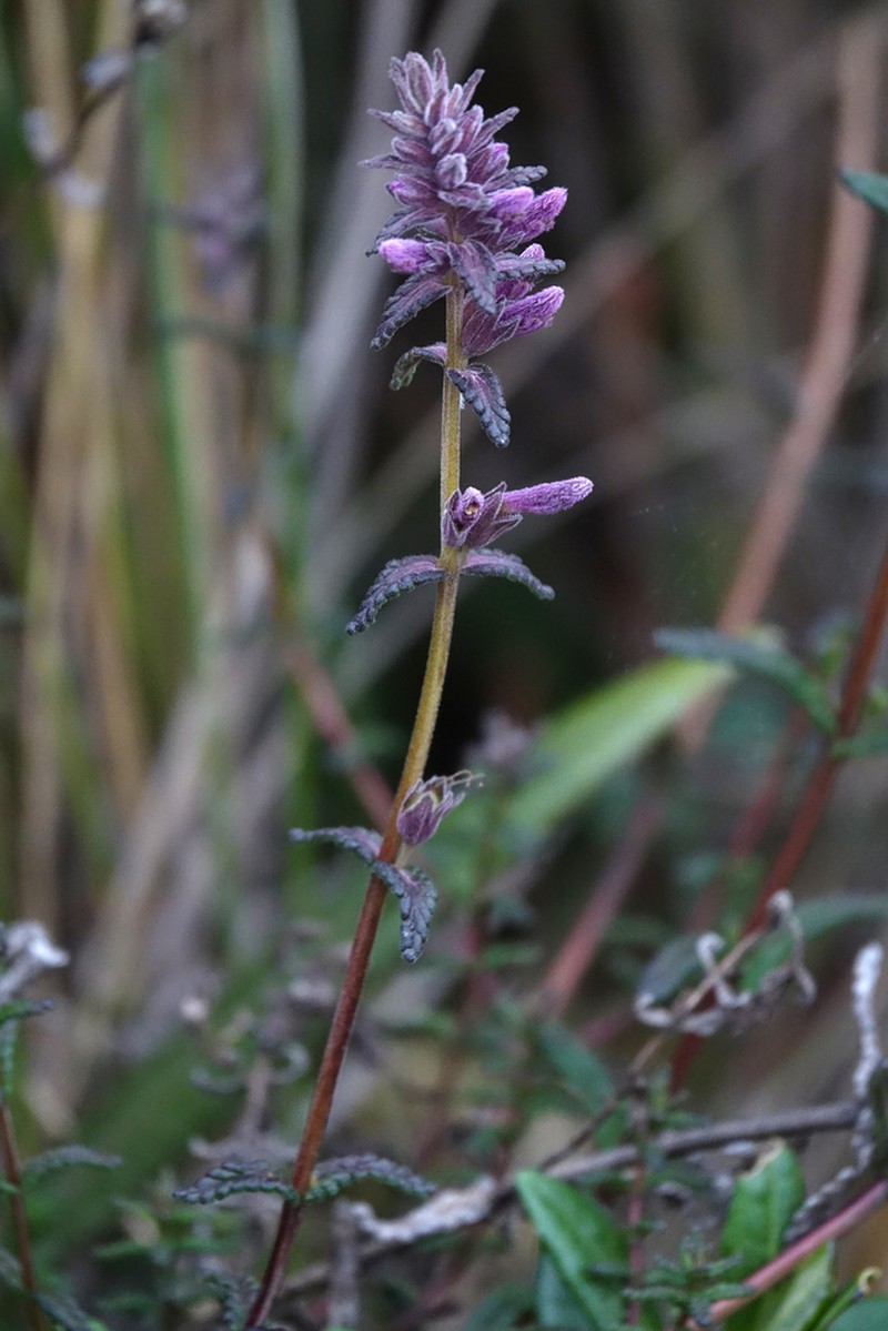 Neobartsia stricta photo 5