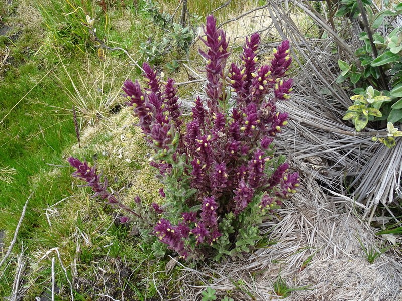 Neobartsia stricta photo 6