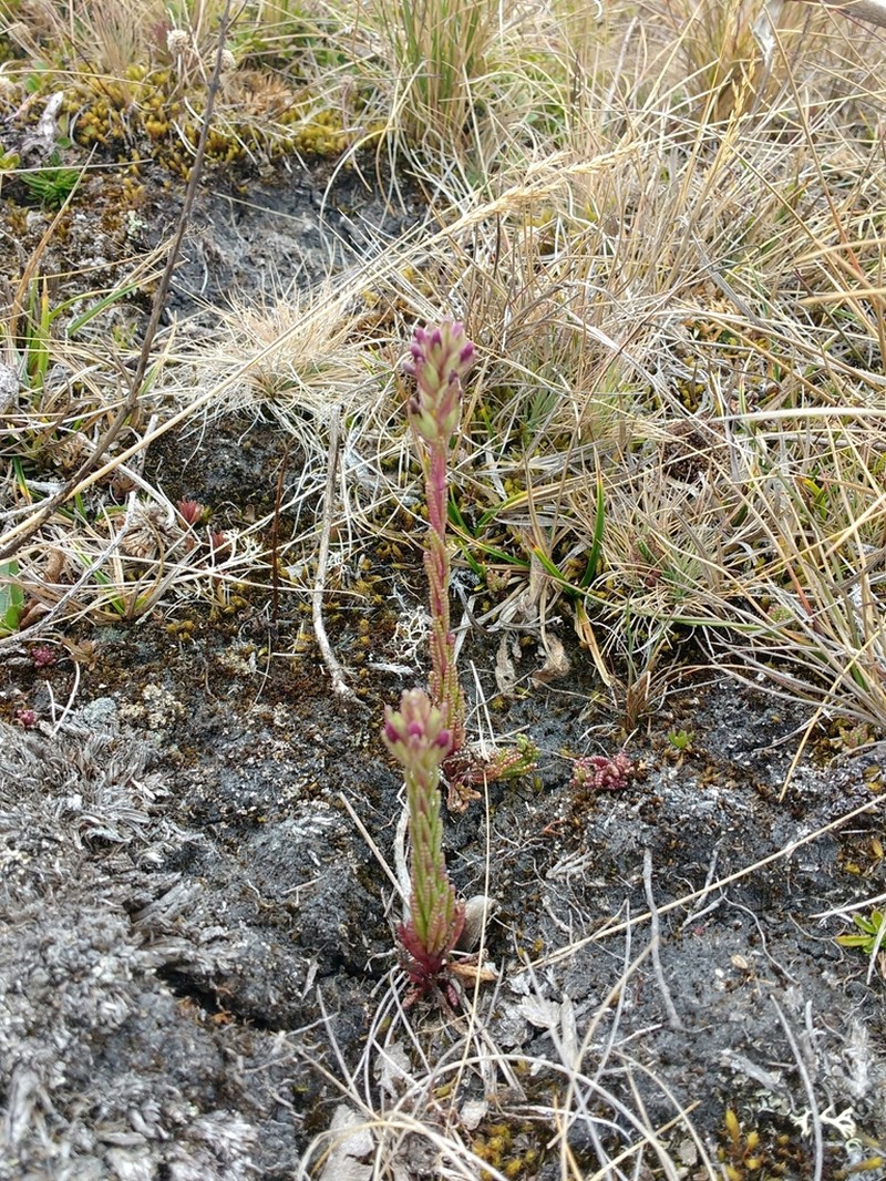 Neobartsia stricta photo 7