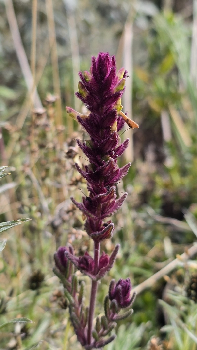 Neobartsia stricta photo 8