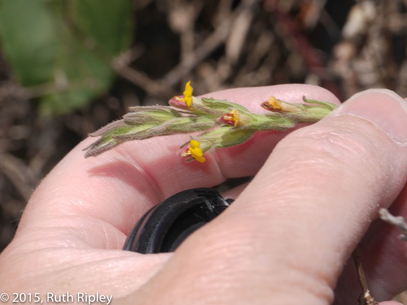 Neobartsia strigosa
