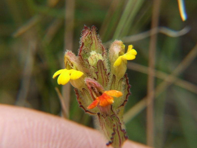Neobartsia thiantha