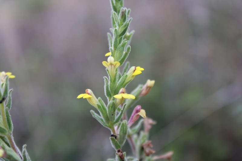 Neobartsia thiantha photo 2