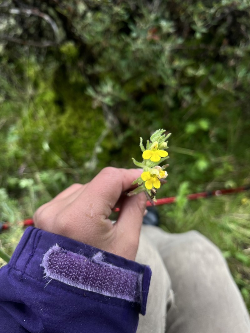 Neobartsia thiantha photo 3