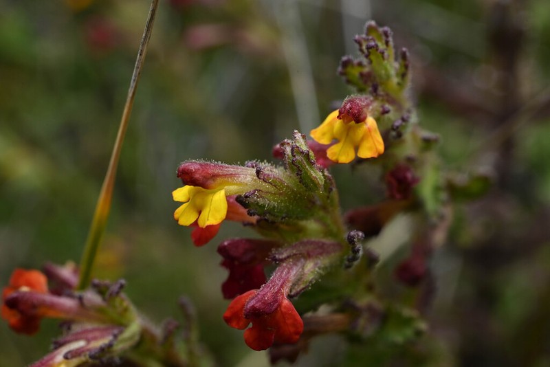Neobartsia thiantha photo 4