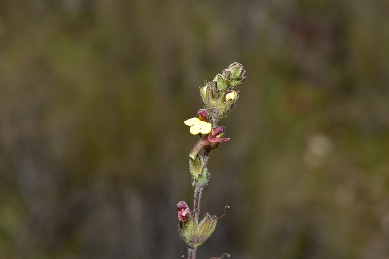 Neobartsia thiantha photo 5