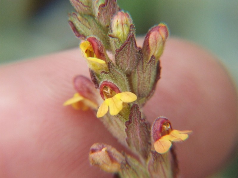 Neobartsia thiantha photo 6