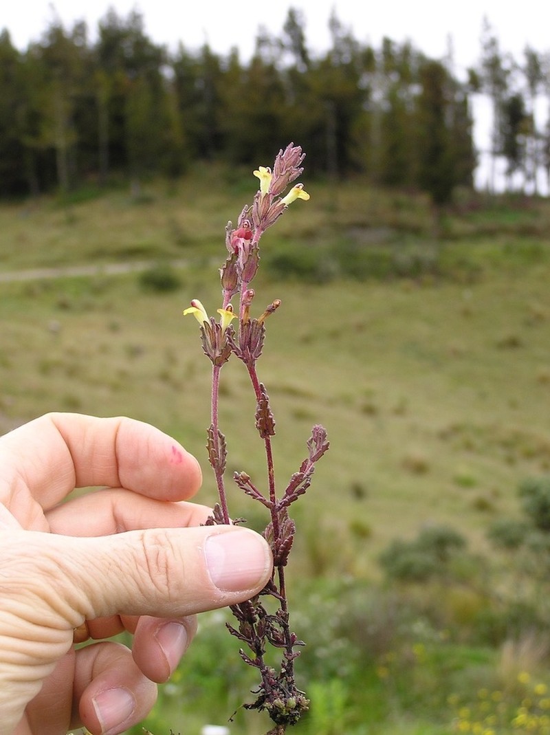 Neobartsia thiantha photo 7