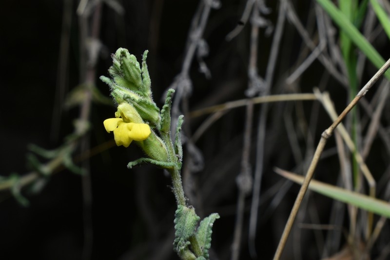 Neobartsia thiantha photo 8