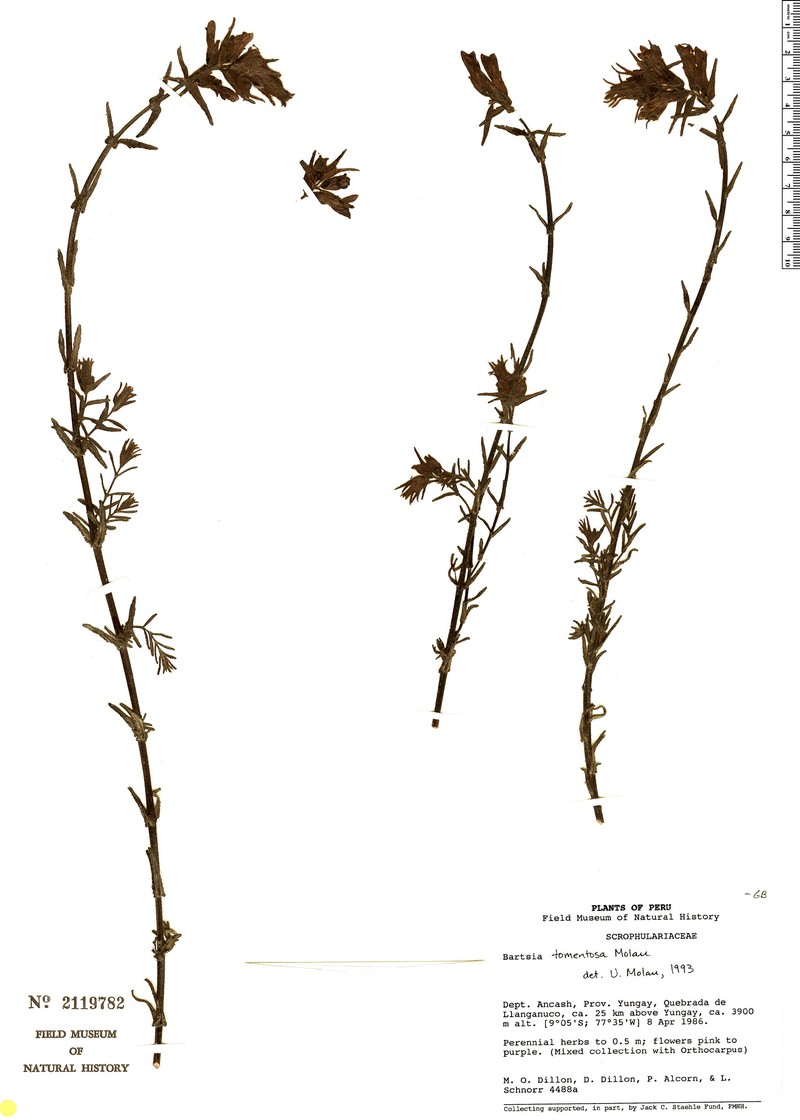 Neobartsia tomentosa photo 2