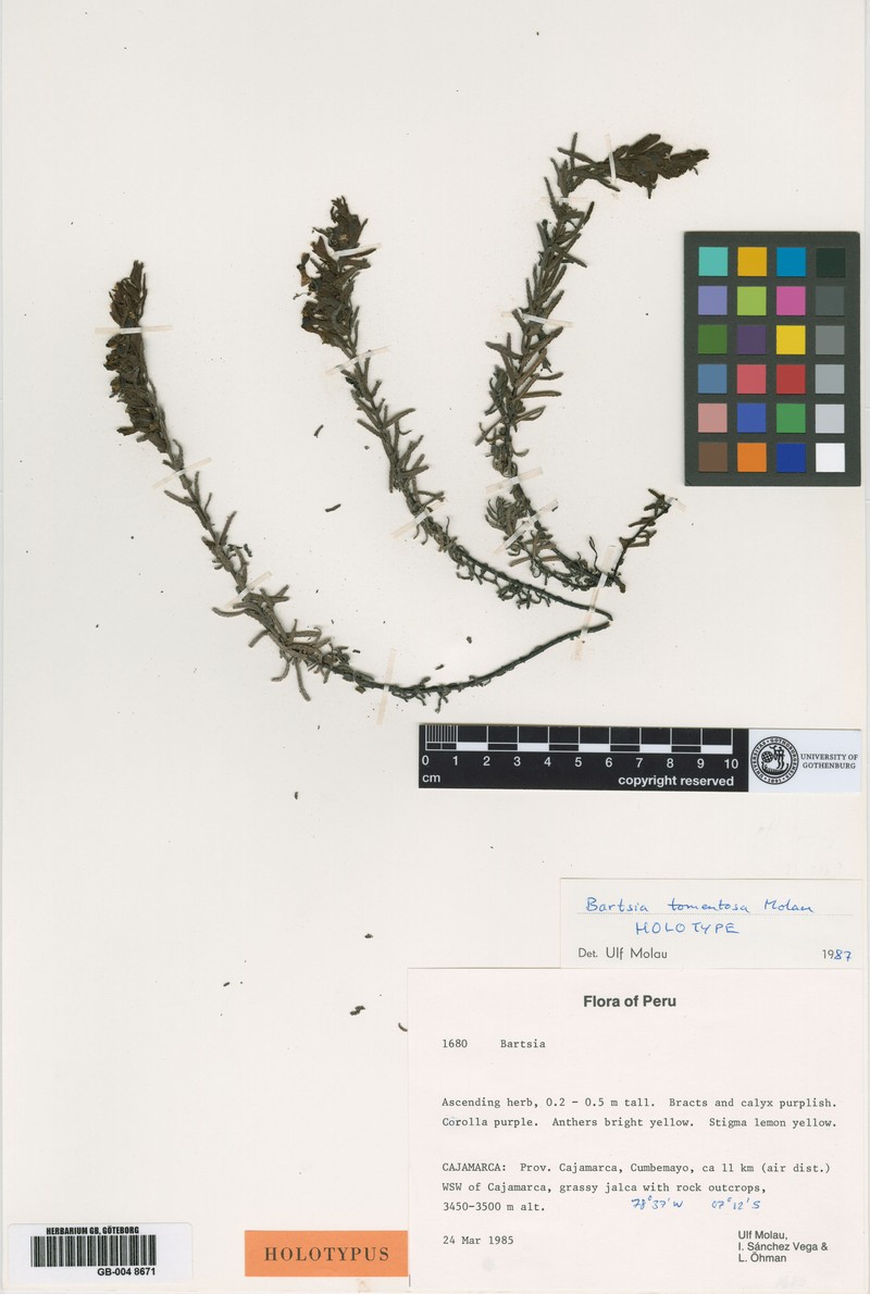 Neobartsia tomentosa photo 3