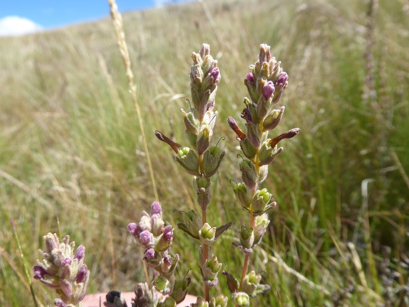 Neobartsia trichophylla