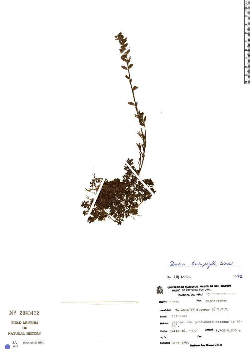 Neobartsia trichophylla photo 2