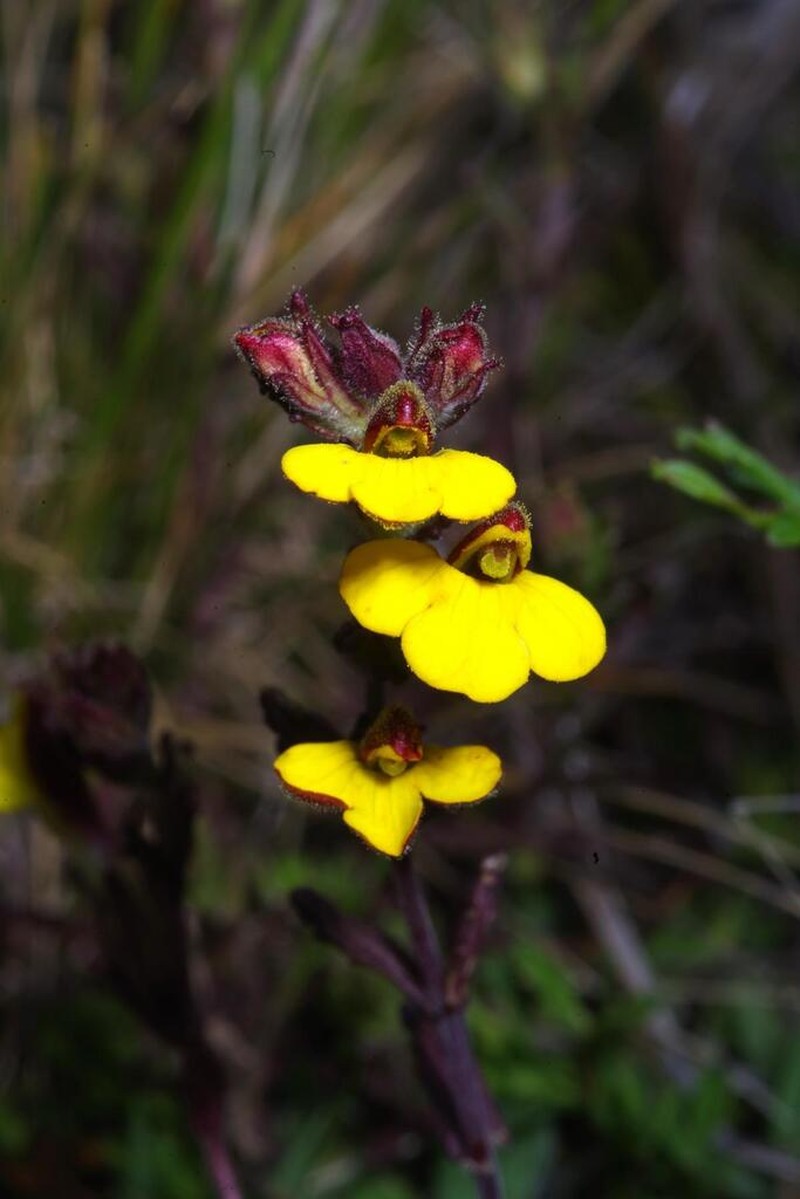 Neobartsia tricolor