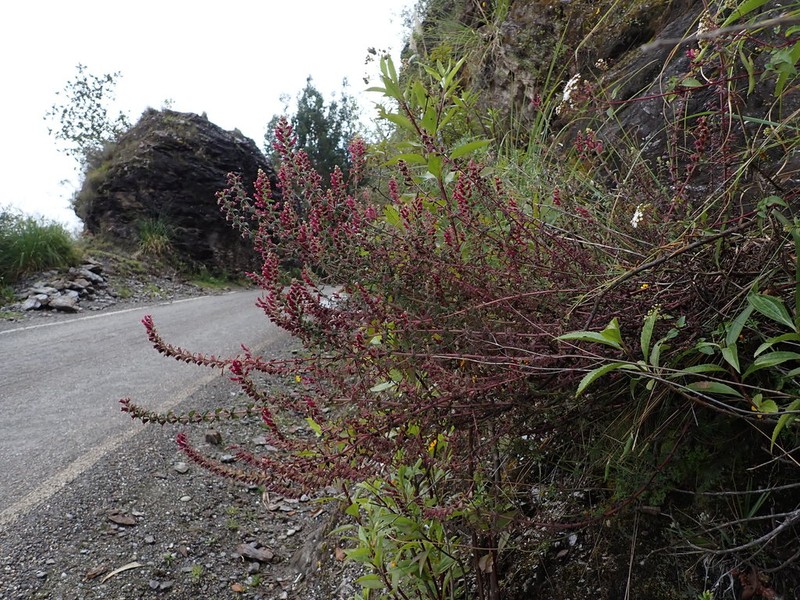 Neobartsia weberbaueri