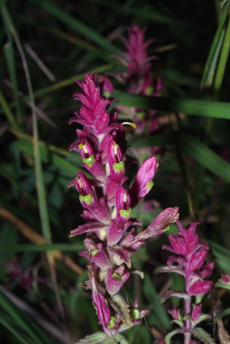 Neobartsia weberbaueri photo 3