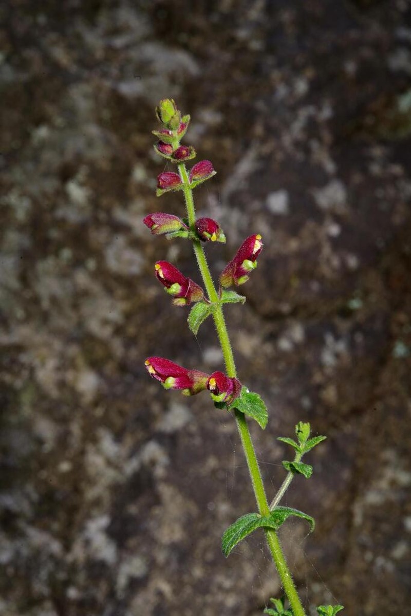 Neobartsia weberbaueri photo 5