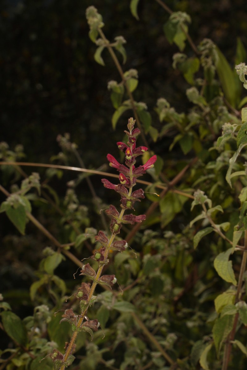 Neobartsia weberbaueri photo 6
