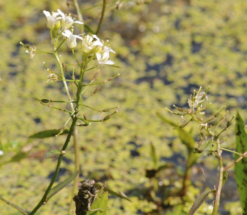 Lakecress photo 5
