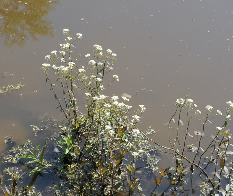 Lakecress photo 6