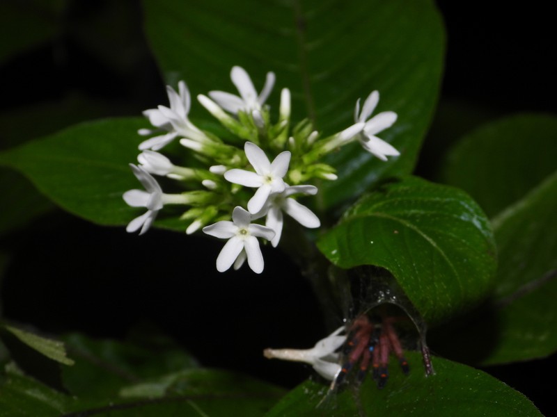 Neobertiera palustris