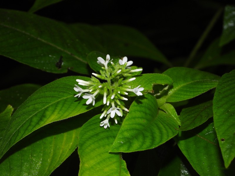 Neobertiera palustris photo 2