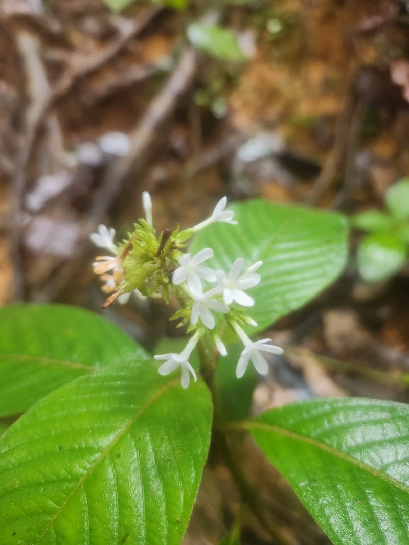 Neobertiera palustris photo 3