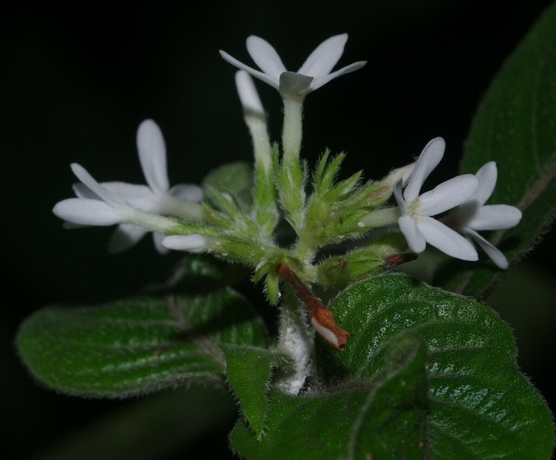 Neobertiera palustris photo 4