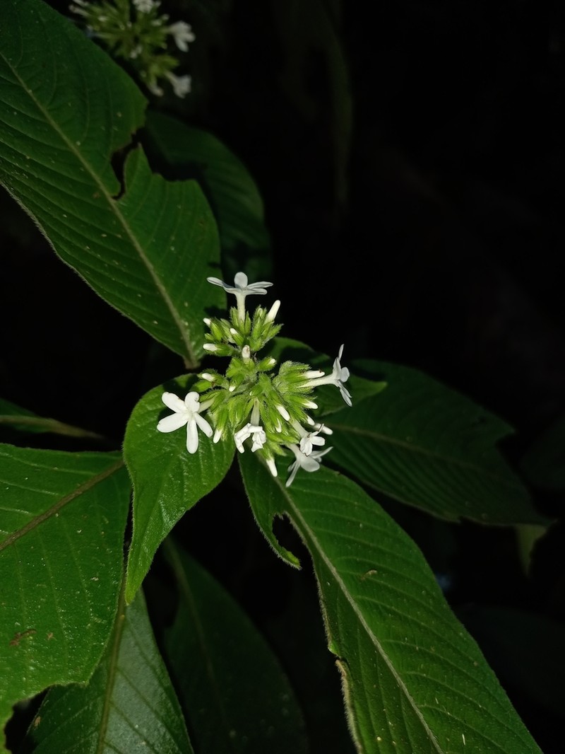 Neobertiera palustris photo 5