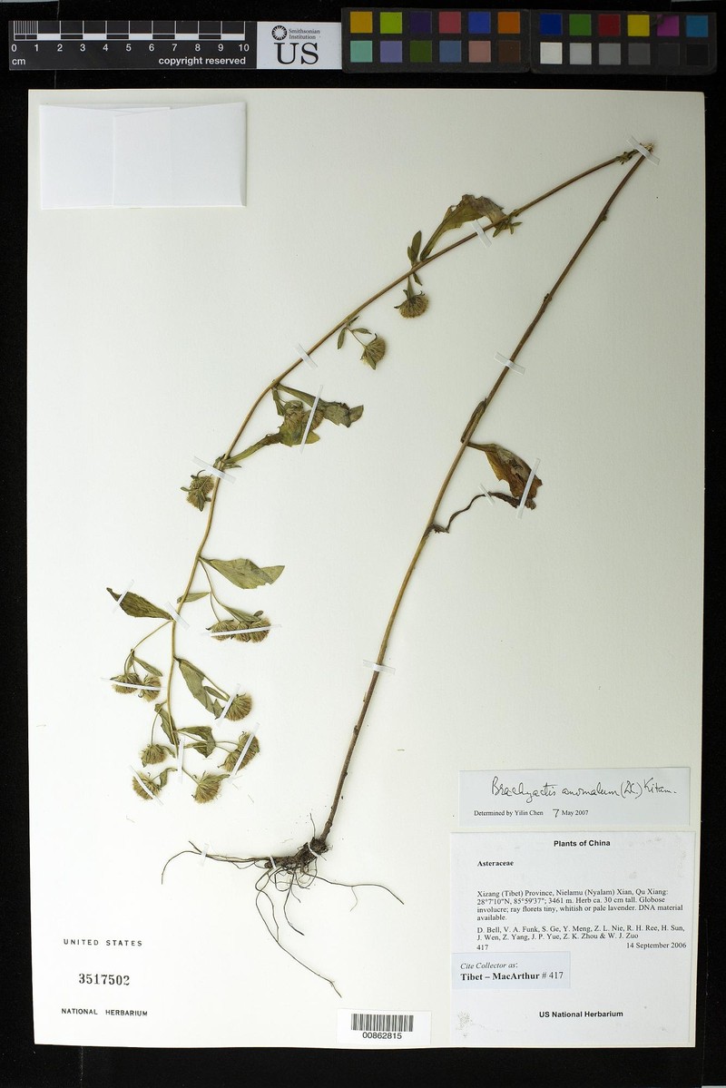 Neobrachyactis anomala