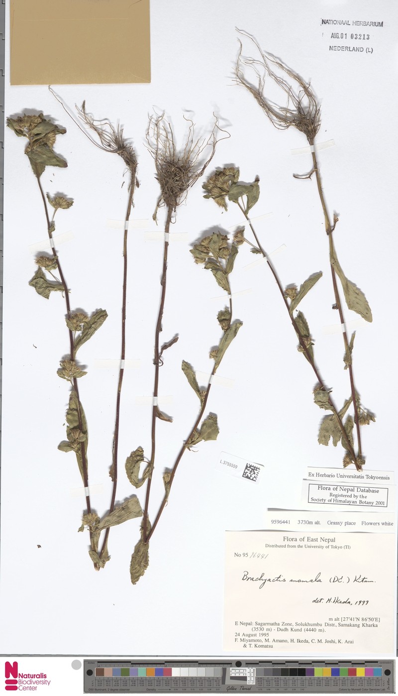 Neobrachyactis anomala photo 2