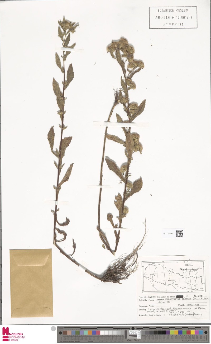 Neobrachyactis anomala photo 3