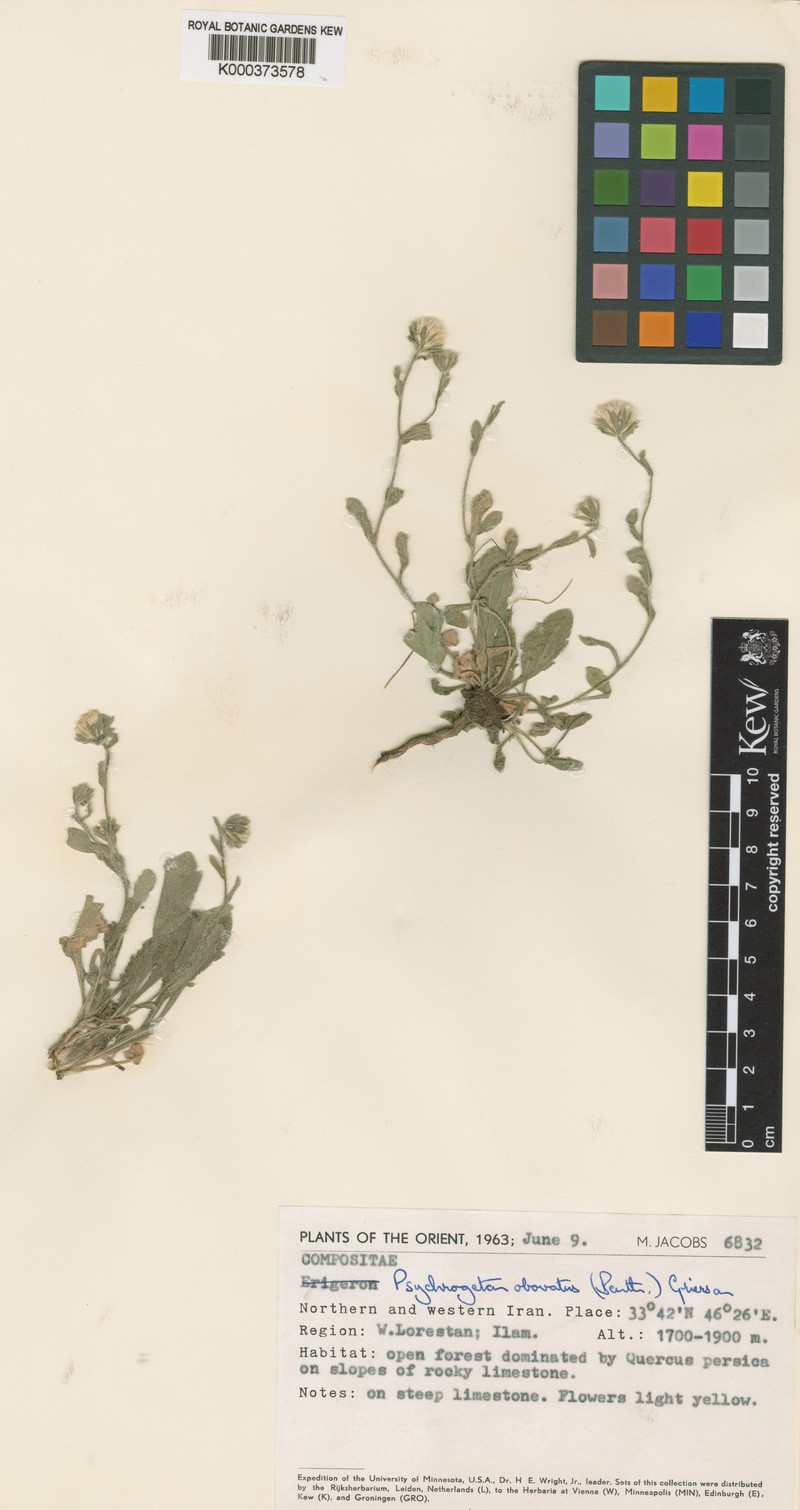 Neobrachyactis obovata