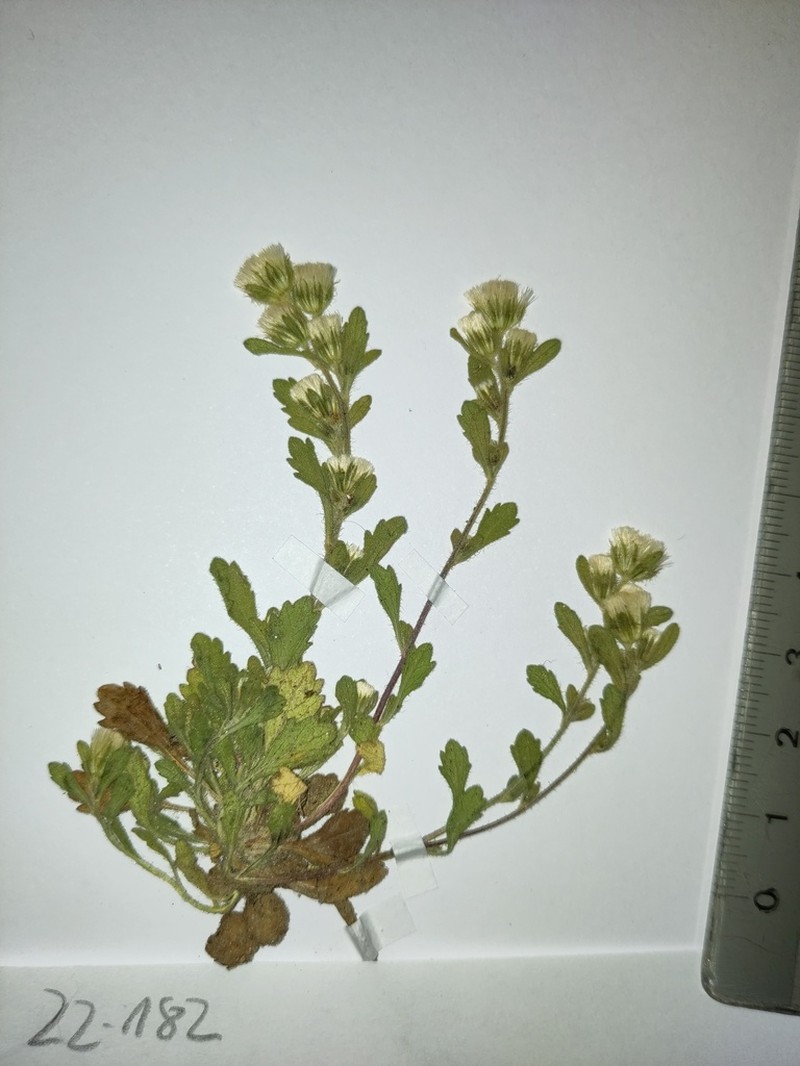 Neobrachyactis pubescens