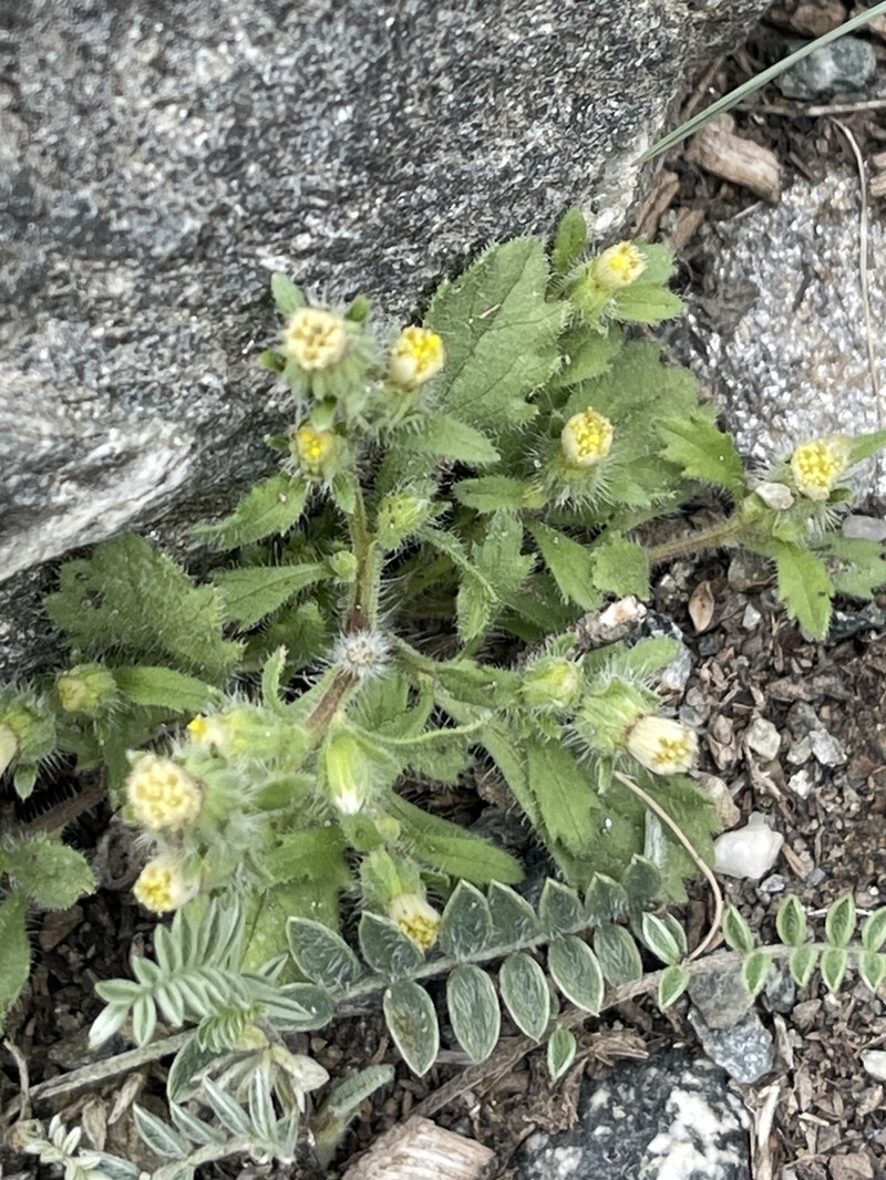 Neobrachyactis pubescens photo 2