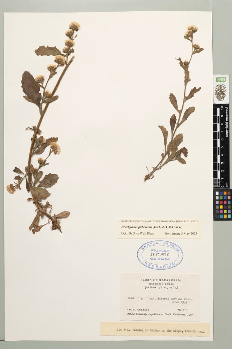 Neobrachyactis pubescens photo 3