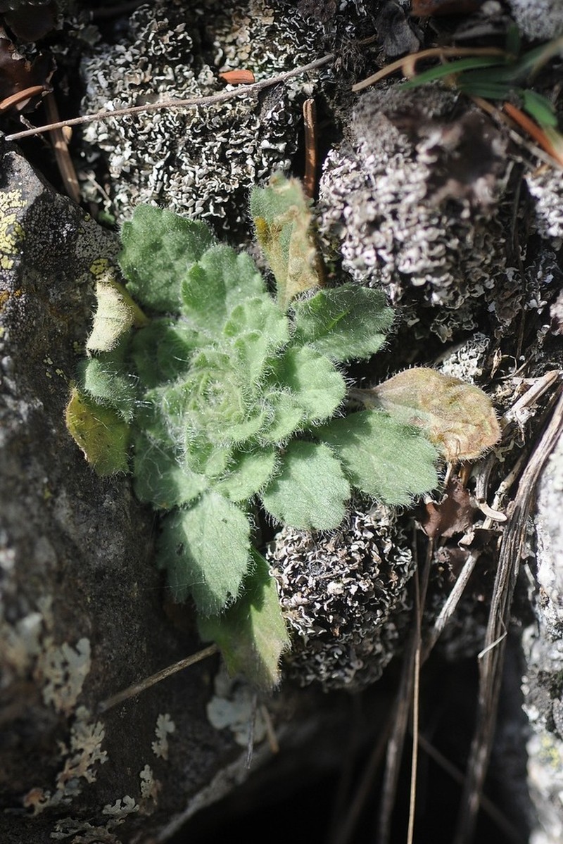 Neobrachyactis roylei