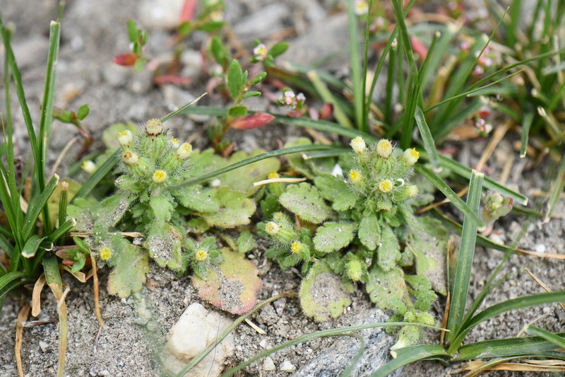 Neobrachyactis roylei photo 2