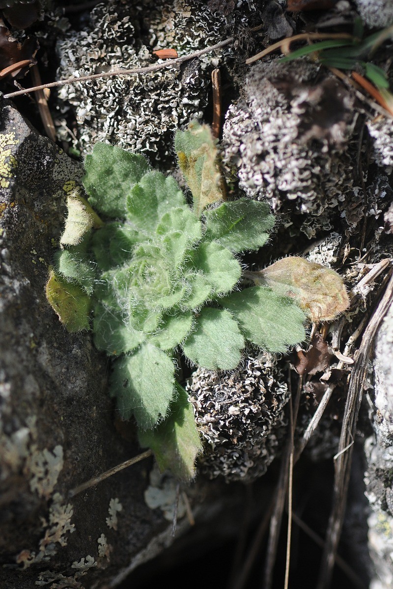 Neobrachyactis roylei photo 3