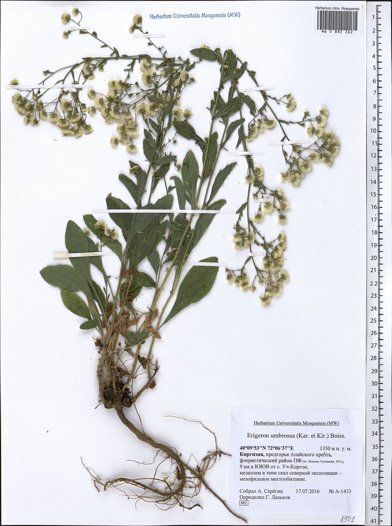 Neobrachyactis roylei photo 4