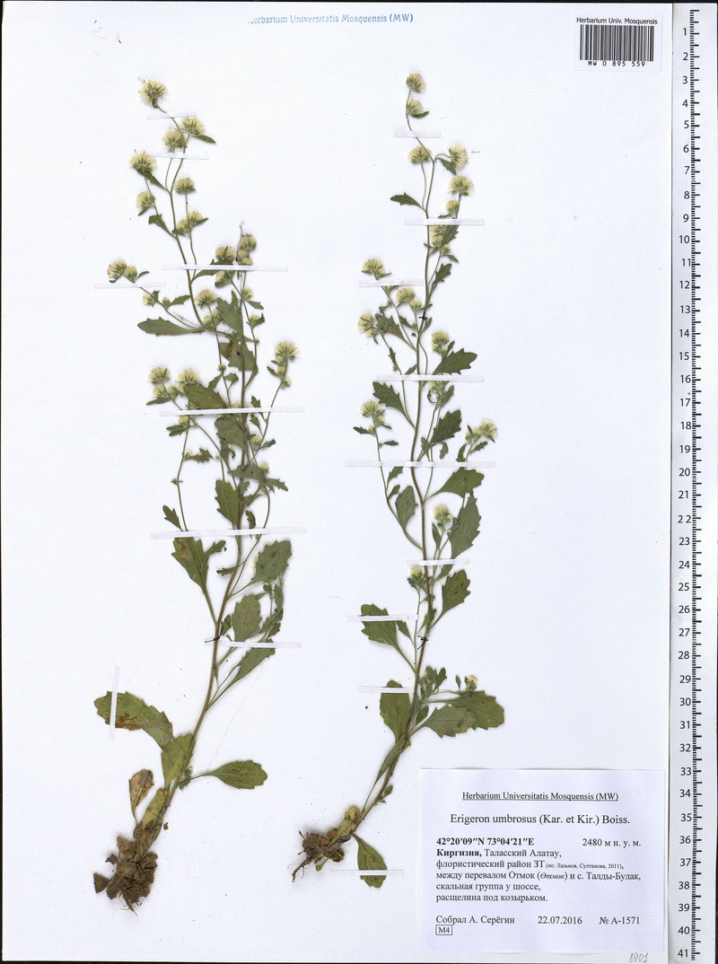 Neobrachyactis roylei photo 5